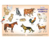 Creative's- Play ‘N’ Learn – Domestic Animals