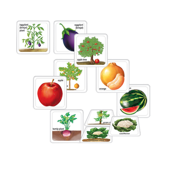 Creative's- Fruits, Vegetables and their Plants
