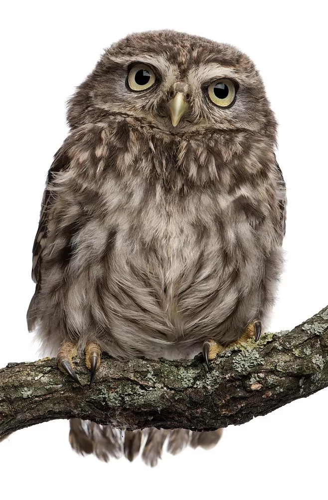 Owl